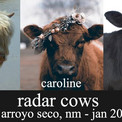 Radar Cows 
